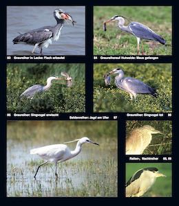 Berühmt ist die Gegend für ihren Vogelreichtum. Manche Reiherarten sind häufig zu beobachten, manche leben sehr versteckt im Schilf.