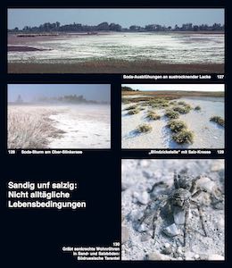 Sand- und Salzböden im zentralen Seewinkel sind Biotope für Spezialisten unter den Pflanzen und Tieren.