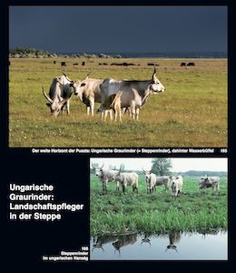 Alte Haustierrassen erhalten durch tritt, Fraß und Dung die Puszta, einen sekundären, aber dennoch naturschutzfachlich äußerst wertvollen Lebensraum.