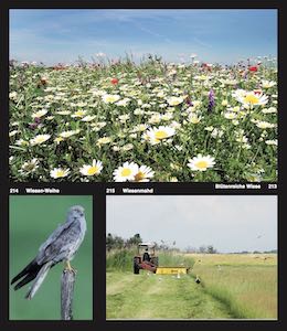 Auch Wiesen müssen von Menschenhand gepflegt werden – nur so können sie Heimat für seltene Blumen und Vögel bleiben.