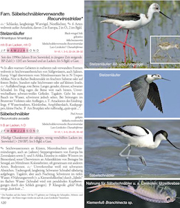 Eine Musterseite aus dem Buch stellt zwei hübsche Watvogel-Arten vor. An den Seewinkellacken kann man sie leicht beobachten.